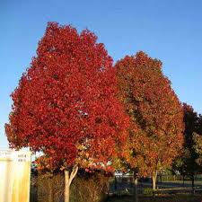 Image result for Liquidambar formosana