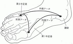 「足の裏のアーチ」の画像検索結果