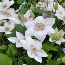 Dec 14, 2020 · but, in zone 8, this perennial should definitely be treated as a shade plant. Clematis Corinne Boulevard Zone 9 Full Sun Each Pointed White Petal Blushes Palest Pink Along A Central Str White Flower Farm Clematis Clematis Varieties