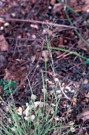 Image result for Eragrostis pilosa