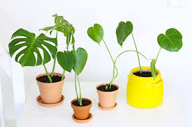 Diy Faire Des Boutures De Monstera Faire Une Bouture Boutures Et Plante Monstera