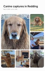 Blitz's gotcha day, one year anniversary