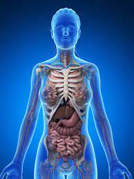 Die illustrationsserie „menschlicher körper mit übersicht der inneren. Frau Korper Mit Knochen Skelett Und Inneren Organen Aller Uberlagert Anatomie Bild Lizenzfreie Fotos Bilder Und Stock Fotografie Image 11713022