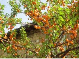 Check spelling or type a new query. Fruit Trees Katherine Farhadian S Blog