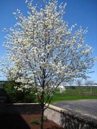 It produces a blitz of white spring flowers that give way to scarlet berries through to the winter, making it a colorful ornamental tree. Flowering Trees To Plant In Omaha Arbor Hills Tree Farm Omahaarbor Hill Trees Omaha Blog