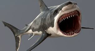 Realistic Great White Shark 3d Model White Sharks Great White Shark Shark