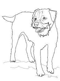 Aussie colors and markings come in an amazing variety of combinations but are really only made up of two gene pairs. Australian Shepherd Coloring Page