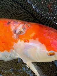 The treatment i am going to recommend will be one in which we'll use the least forceful method. Help Is My Koi Sick Diagnose Symptoms Koi Fish Diseases With Free Health Checklist
