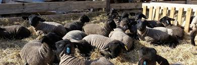 We did not find results for: Lambing Calculator Blackie S Suffolk Sheep Veggies
