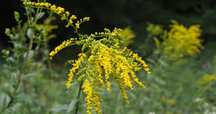 Image result for Solidago juncea