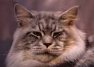 Ten of the Most Loyal Cat Breeds - Kittentoob