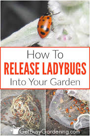 Release lady beetles only there is food for them to feed on in your garden. How To Release Ladybugs Into Your Garden Get Busy Gardening
