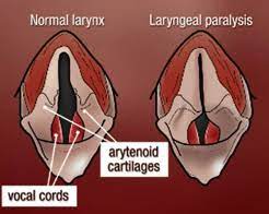 Patients with laryngeal paralysis are at slightly increased risk of anesthetic complications. Laryngeal Paralysis In Dogs A Common Voice Box Problem