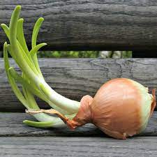 Growing Onions Indoors You Don T Need A Lot Of Space To Grow Onions