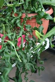 It is an epiphytic (grows on another plant but not parasitic) rainforest cactus native to central america and specifically guatemala. 1 Epiphyllum Cutting Guatemalense Monstrose Curly Locks Orchid Cactus Succulent 14 99 Picclick