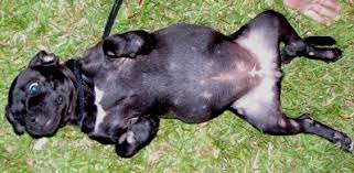 Ringworm In Dogs Symptoms Treatment Information The most common signs of ringworm in dogs is the development of circular scaly, bald spots. ringworm in dogs symptoms treatment