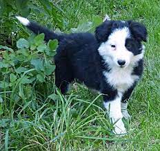Border Collie Puppies Pet Dogs Puppies Collie Puppies Border Collie Puppies