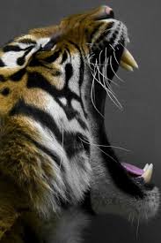 From majestic to strange to downright funny, there's something for you in our animal wallpapers section. 1080p Images Animal Wallpaper For Mobile Hd