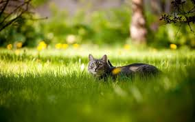 kot trava derevo zelen morda glaza ushi krasota vetki solnce cat grass munchkin cat cats