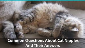 Many people do not realize that men have breast tissue and that they can develop breast because the male breast is much smaller than the female breast, all male breast cancers start relatively close to the nipple, so they are more likely. Common Questions About Cat Nipples How Many Do They Have Etc