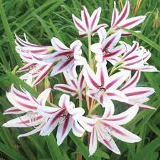 They can also be used as cut flowers, though the blooms only last up to the tiny grape hyacinth plants with flower clusters that look like bunches of grapes are deceptively hardy. Amaryllis Lily And Crinum Bulb 5 Variety Lirio Orchid Plant 3 Size Available Shopee Philippines
