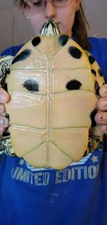 How are flies for yellow belly sliders? One landed in Yellow's tank while  my son was feeding him.