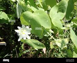 Image result for Passiflora subpeltata
