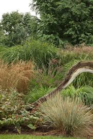 'hameln' is compact, growing to only 2 feet tall. A Garden Of Grasses Finegardening