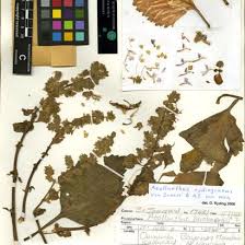 Image result for Striga aspera