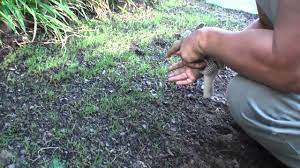 Compadre Zenith Zoysia Grass Seed Vs Plugs Part 1 How To Plant Seeds Maryland Area Youtube Zoysia Grass Seed Zoysia Grass Grass Seed