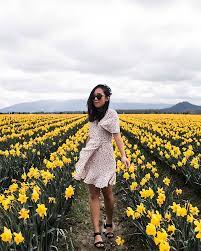 It S A Shame The Sun Wasn T Awake To See The Flowers Too Daffodil Fields La Conner In Bloom In March Breathtaking Tulip Festival Daffodils Spring Photos