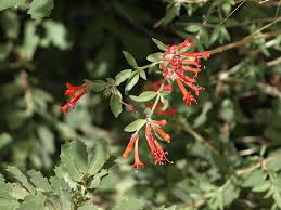 Image result for Bouffordia