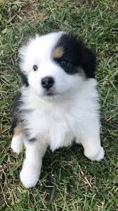 Toy & miniature australian shepherd. Toy Australian Shepherd Puppies For Sale California Bmo Show
