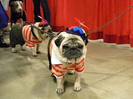 These adorable, friendly, and loving pug puppies are playful and make a great addition to any family. Pin By We Pinned A Zoo On Puppies In Costume Pugs In Costume Pet Pug Puppy Costume