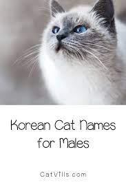 50 Elegant Korean Cat Names For Your New Kitten Cat Names Cat Adoption Cats