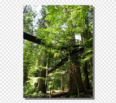 Maybe you would like to learn more about one of these? Hutan Konifer Beriklim Sedang Hutan Berdaun Lebar Dan Hutan Campuran Hutan Hujan Beriklim Sedang Tropis Dan Subtropis Hutan Berdaun Lebar Woodland Hutan Cabang Sinar Matahari Png Pngegg