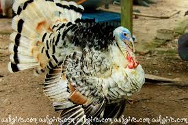 Names of common birds in english, hindi, malay and tamil languages. Ashgive Blogspot Com Haiwan Ternakan Kampung