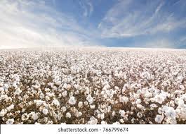 Beautiful Cotton Fields West Texas Stock Photo Edit Now 766799674