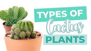 Maybe you would like to learn more about one of these? Cactus Identification Name Of Cactus Types Of Cactus Plants Youtube