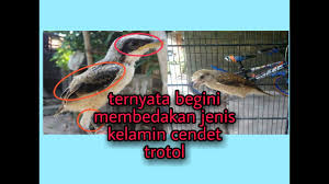 Maybe you would like to learn more about one of these? Cara Membedakan Cendet Anakan Jantan Dan Betina Youtube