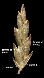 Image result for Eragrostis pilosa