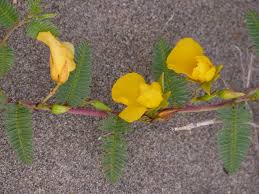 Image result for Chamaecrista