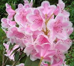 Chalet Les Raches Nendaz Home Facebook