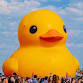 World’s Largest Rubber Duck Visits Put-in-Bay