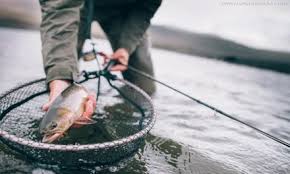 .kakap putih barramundi berikut adalah rangkaian pancing kakap putih anti putus, rangkaian kakap atau kakapputih #ikan #predator #mancing #jufriktl mancing monster barramundi: 20 Umpan Mancing Ikan Wader Yang Ampuh Ganas Banget Hewanpedia