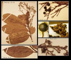 Image result for Cryptocarya