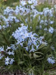 It does well with average amounts of moisture in well drained soils. Nbgads806g8qm