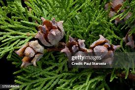 Image result for Platycladus orientalis