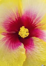 Anemones, tropicals, succulents, orchids, freesia Close Up Macro Shot Of A Beautiful Red And Yellow Hibiscus Flower Honolulu Oahu Hawaii United States Of America Pacificstock