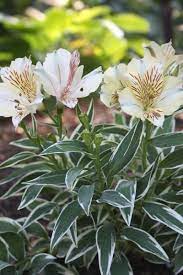 Alstroemeria Princess Fabiana Pp 17 991 Fairy Garden Plants Alstroemeria Pollinator Plants